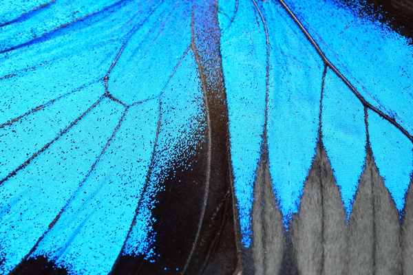 Blue butterfly wing