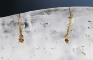 Larve di mosca per il riciclo della plastica larve di mosca