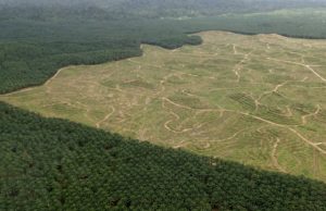 Olio di palma e deforestazione: da RSPO una chiara risposta per la tutela dell’ambiente