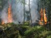 Incendi boschivi: nel 2025 aumenta la superficie andata in fumo
