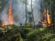 Incendi boschivi: nel 2025 aumenta la superficie andata in fumo