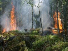 Incendi boschivi: nel 2025 aumenta la superficie andata in fumo