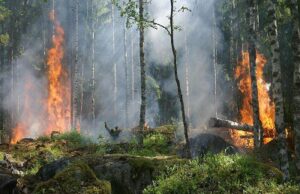 Incendi boschivi: nel 2025 aumenta la superficie andata in fumo