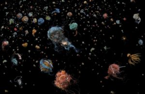 Planet or Plastic?