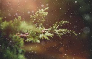 Alberi di Natale: dalla casa alle grandi piazze, quelli veri sono più sostenibili