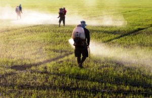 Glifosato, Stati sconfessano il Parlamento Ue: ok a rinnovo per 5 anni