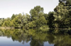 Mantova, le piante per bonificare: il piano entro 18 mesi