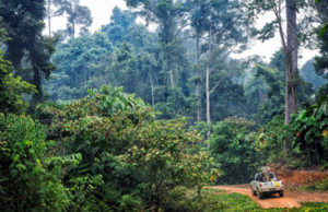 Giornata Internazionale delle Foreste, FSC: “Filiere sostenibili contro la deforestazione”