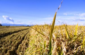 Ricehouse – la start-up che unisce innovazione, impresa e territorio – si aggiudica il “Percorso di mentoring” del premio Gaetano Marzotto 2019