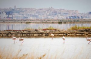 Sito industriale e oasi, viaggio nelle storiche Saline Conti Vecchi