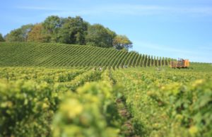 Agricoltura bio, a Pisa nasce rete ricercatori italiani e francesi