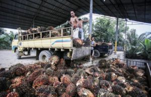 Ambiente: Parlamento europeo, basta olio di palma in biocarburanti Ue