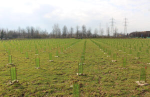 Arbolia a San Giuliano Milanese: un bosco urbano da 2000 piante arbolia-bosco