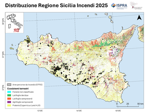 Distribuzione delle aree percorse da incendio nell’anno 2025 nella regione Sicilia, secondo i dati EFFIS (in nero). La mappatura degli ecosistemi forestali, prodotta da ISPRA con l’Ecosystems Classification Model – Forest4 (ECM-F4, aggiornamento 2020), è rappresentata in diversi colori. In giallo è indicata la classe “prateria”, derivata dal Copernicus Land Monitoring Service (Grasslands High Resolution Layer, aggiornamento 2021). Elaborazione Ispra