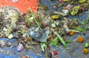 Biowaste di qualità, al via le iscrizioni al premio ‘Il Comune più organico’