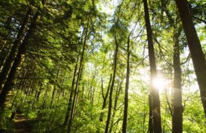 Green economy in montagna, crescono foreste e boschi certificati in Italia: 750mila ettari e mille aziende