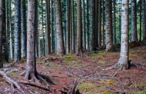 Rapporto PEFC 2017: più di 1000 aziende in Italia gestiscono legno e carta in modo sostenibile. Certificati 745.559 ettari di boschi e foreste.