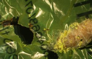 Scoperto il bruco mangiaplastica
