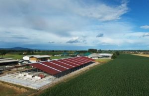 Carburanti: il CIB in audizione al Senato sui benefici del biogas “fatto bene”