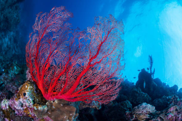 corallo rosso