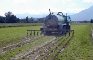 Zootecnia e direttiva nitrati, audizione in Senato del Consorzio Italiano Biogas