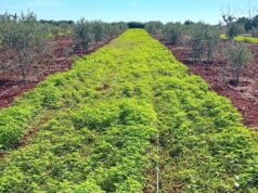 Progetto FITMET: il fitorimedio assistito nel recupero dei terreni contaminati fitorimedio