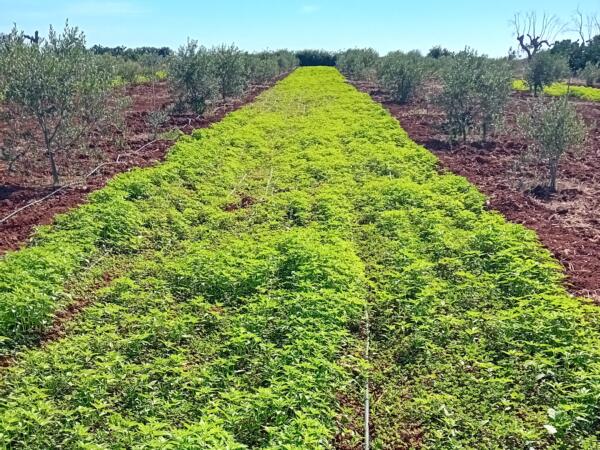 fitorimedio fitorimedio