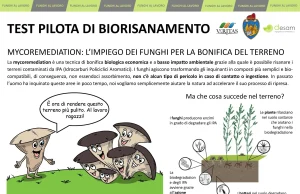 Ex Cave Casarin: la bonifica con i funghi funghiexcave