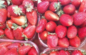 Giornata mondiale per l’ambiente, i packaging più green proposti dalle aziende