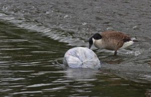 Rifiuti nei fiumi: un terzo è plastica monouso