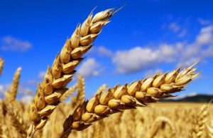 Con i cambiamenti climatici si mangerà solo pasta scotta