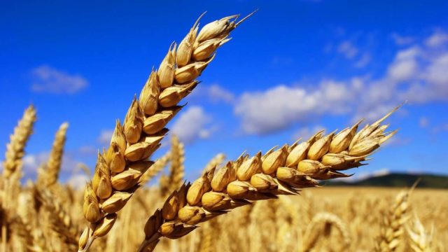 grano
