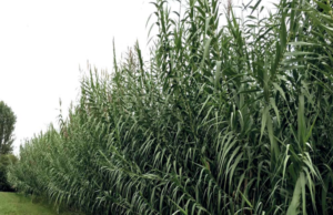 L’Arundo Padano: Arundo donax… sempre più una realtà per la sostenibilità del biogas e del biometano
