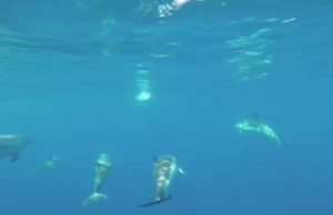 Spot Plastic Busters MPAs