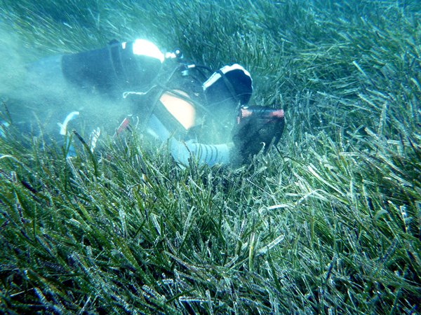 meridiana-campionamento-di-sedimento-nella-Posidonia