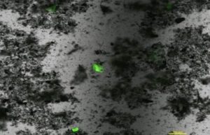 Caccia alle microplastiche negli oceani con il colorante fluorescente