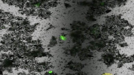microplastiche oceano