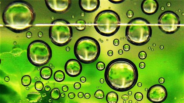 norvegia olio di palma biocarburante