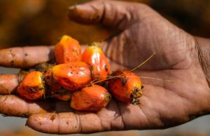 Al via a Bali la Tavola Rotonda annuale di RSPO