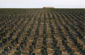 WAZA e RSPO insieme per l’olio di palma certificato sostenibile