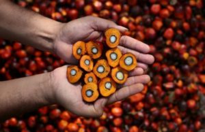 L’olio di palma certificato sostenibile RSPO NEXT arriva sul mercato