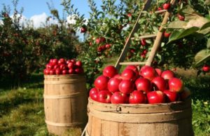 Ambiente: la maggioranza degli italiani è pronta ad una svolta green nel rispetto ambientale