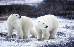 S.Valentino: Wwf, cambio clima ostacola amori fra animali