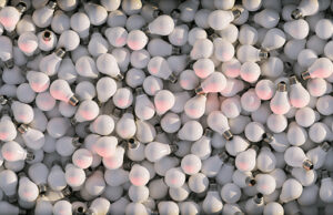 Ecolamp: raccolte 3.446 tonnellate di RAEE nel 2020 raccolta-lampadine-usate