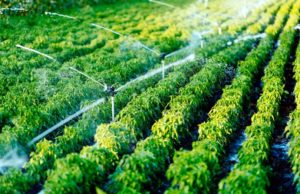 Il Ministero dell’Ambiente vuole rivedere i limiti sui Pfas