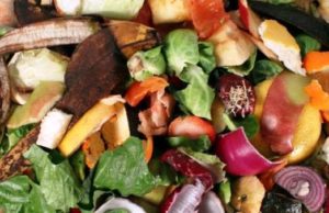 Bioeconomia circolare: una strategia europea per valorizzare i rifiuti organici