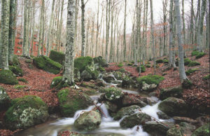 Rapporto PEFC: 881.068 ettari di foreste in Italia sono gestiti in modo sostenibile