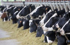 Rifiuti zootecnici diventano energia e fertilizzante naturale