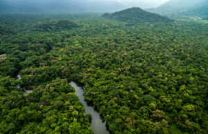 Il 70% delle aziende non rende pubblico l’impatto della propria attività sulla deforestazione nel mondo