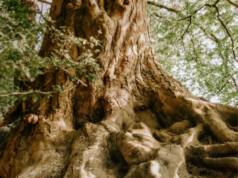 Gruppo Saviola, cresce la capacità di riciclo (+10%) saviola